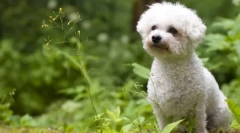 Кари сју: 11 кадрава раси на кучиња